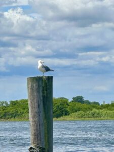 A seagull on a piling watches as the boat sails past