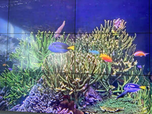 More friends in the virtual fish tank